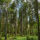 Domain Timber Advisors