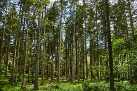 Domain Timber Advisors