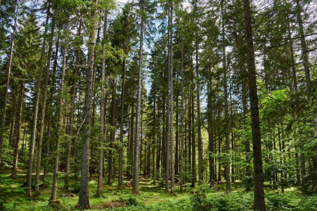 Domain Timber Advisors
