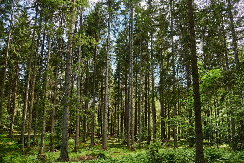 Domain Timber Advisors